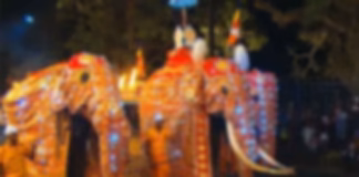 සංස්කෘතික කටයුතු සඳහා අලි ඇතුන් ලබා දීම සම්බන්ධයෙන් ඉදිරියේදී ගැසට් නිවේදනයක්